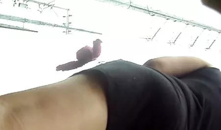 Due campi quella gran troia di mia moglie da tennis si trovano sul letto di un allenatore calvo.